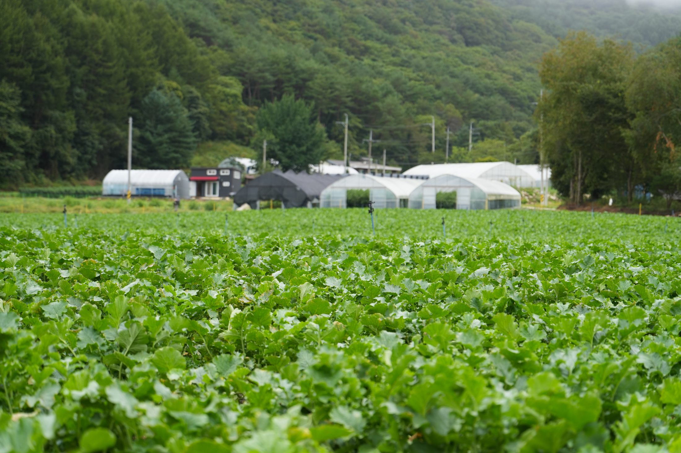 노지 잎채소 밭과 뒤편 비닐하우스 (산촌)