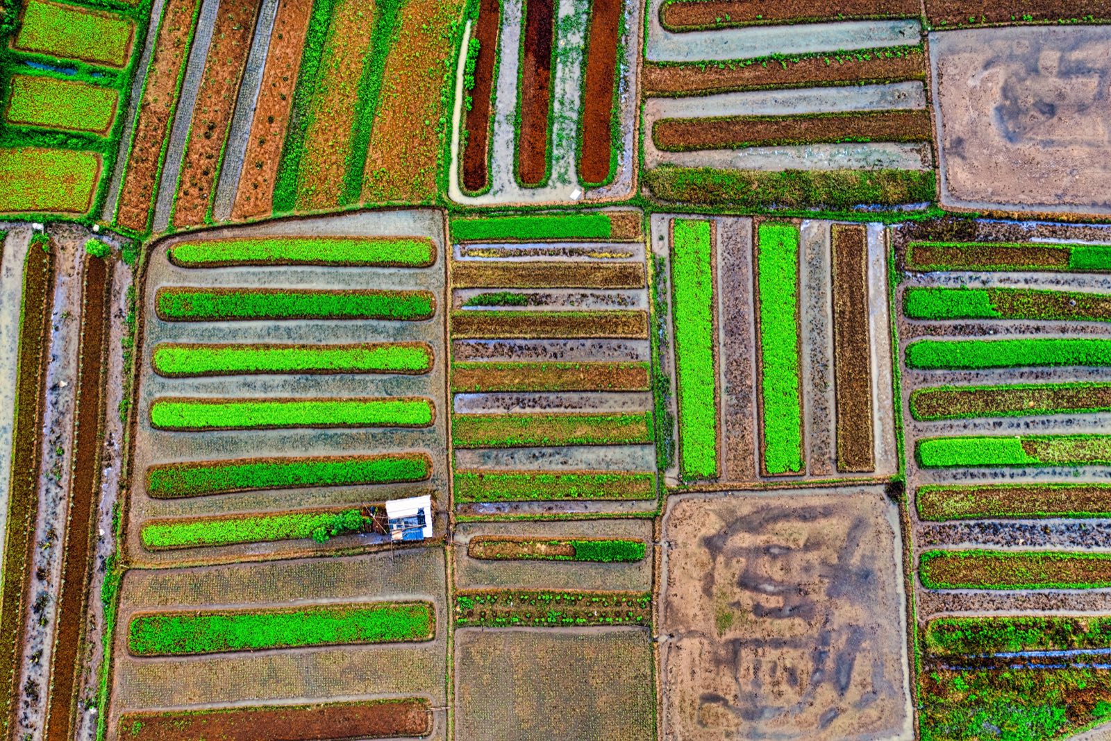 다채로운 모자이크 밭 항공뷰 (일본)